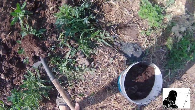 Нимфеи и речные растения в садовом пруду! Озеленение водоёма на садовом участке! смотреть онлайн