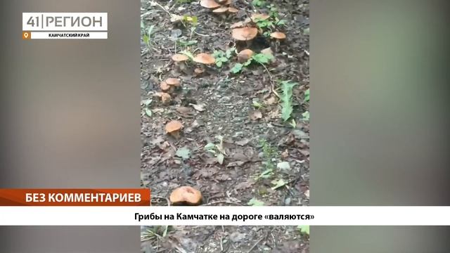 •БЕЗ КОММЕНТАРИЕВ: Грибы на Камчатке на дороге «валяются»• смотреть онлайн
