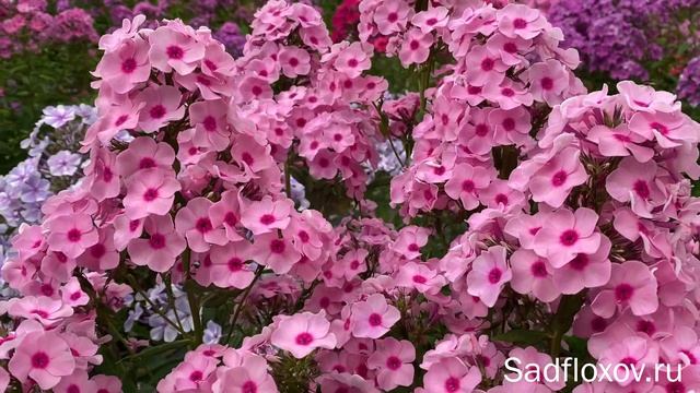 Тепло-розовые флоксы. Видео из серии Цвета флоксов смотреть онлайн