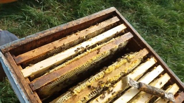 Качаем гречишный мед смотреть онлайн