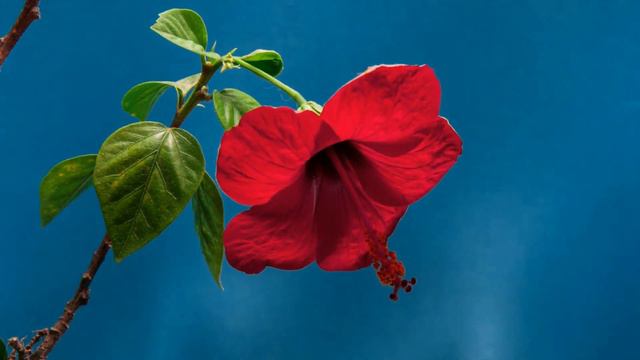 Blossom of Beautiful Flowers/Natural scenery/Mind Relaxing video смотреть онлайн