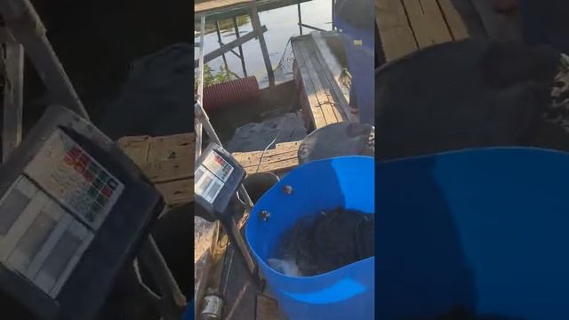 Где можно ловить осетра.Осетра можно ловить у нас на водоёме смотреть онлайн