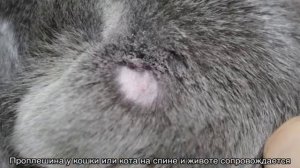 Кот лысеет: проплешины, выпадает шерсть на голове