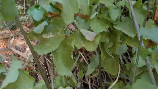 צלצל החומות Cymbalaria muralis смотреть онлайн