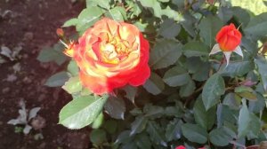 РОЗА СУПЕР ТРУПЕР. (Super Trouper) Огненная роза.???