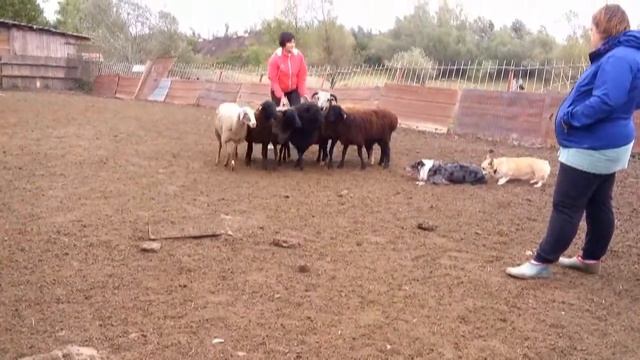 Пастуший тест Самбы - Стиль Лайф Ириш Риверданс смотреть онлайн