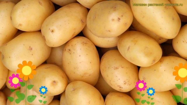 Картофель семенной Краса Мещеры. Краткий обзор, описание характеристик solanum tuberosum смотреть онлайн