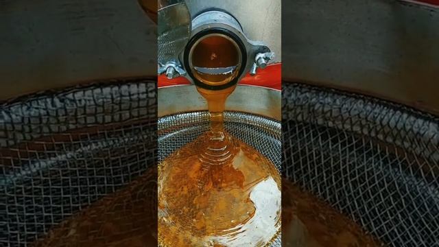 откачка мёда липа фацелия / pumping honey linden phacelia 2020