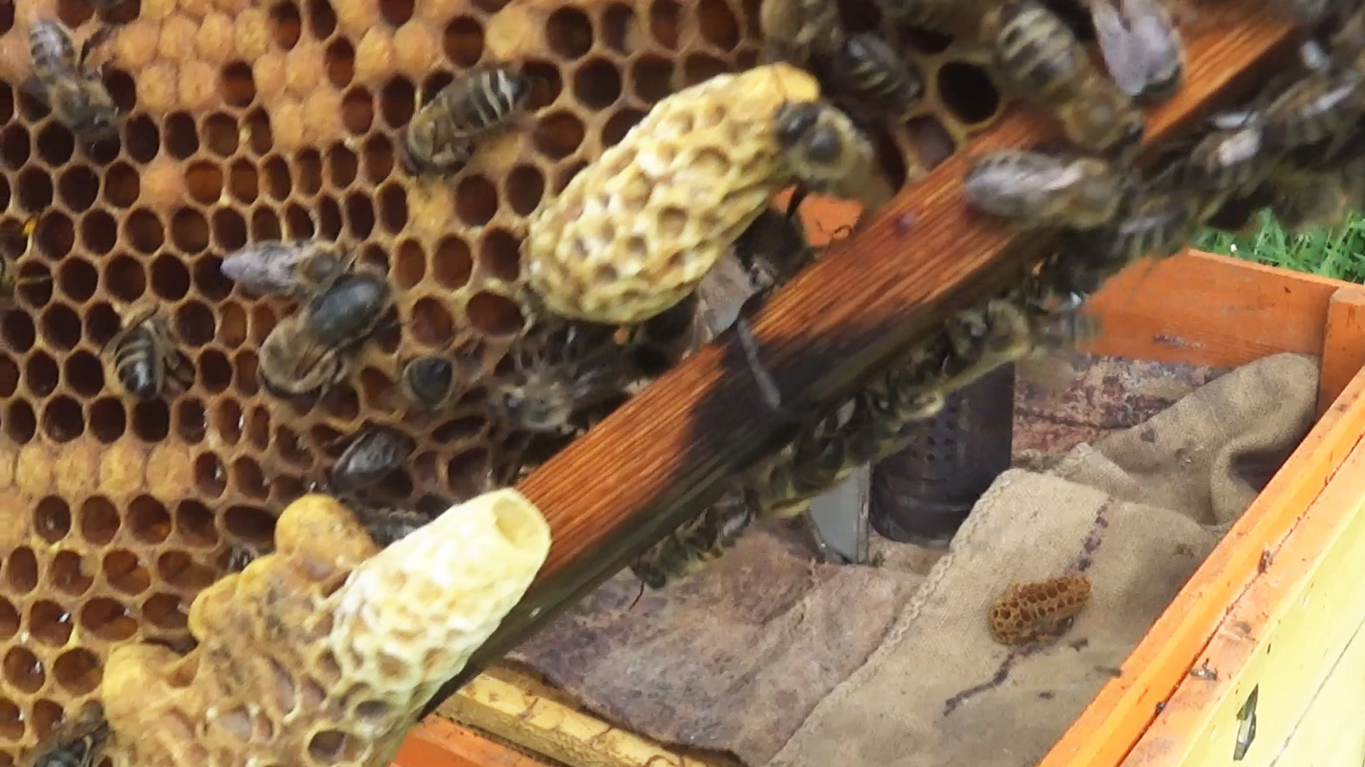 Маточники в улье. Как выбрать хороший маточник. смотреть онлайн