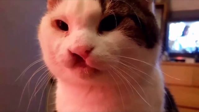 Уродливый кот грустил в приюте и ждал своей участи. Люди брезговали даже посмотреть в его сторону смотреть онлайн