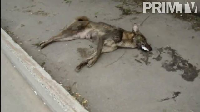 Во Владивостоке продолжают травить собак смотреть онлайн