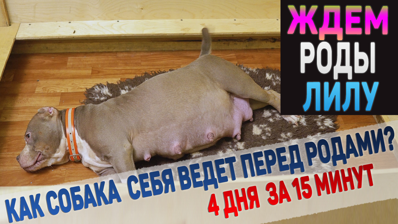 Ждем вместе роды у собаки Американский Булли смотреть онлайн