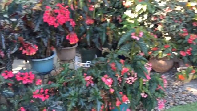 Основные виды бегоний. Почему бегония пользуется большой популярностью. смотреть онлайн