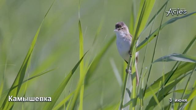 пение Индийской Камышевки смотреть онлайн