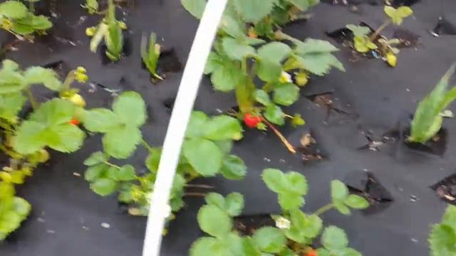 АЛЬБИОН - крупноплодной садовая земляника смотреть онлайн