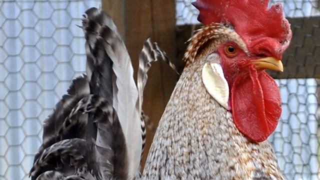 Разведение кур породы Легбар как бизнес идея | Куры Легбар