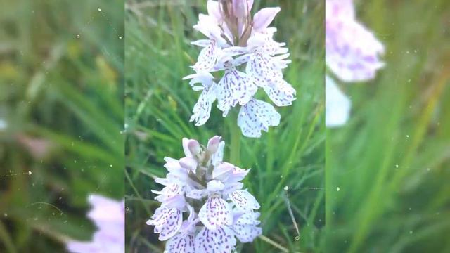 Moorland Spotted Orchids #flower #orchids #moorland #garden #plants смотреть онлайн