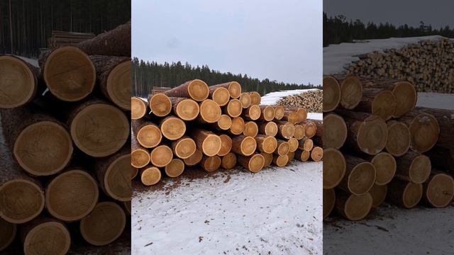 Пилорама смотреть онлайн