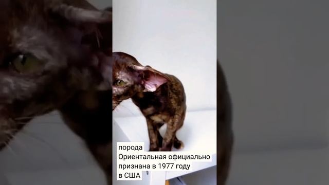 Кошки.Порода Ориентальная. смотреть онлайн