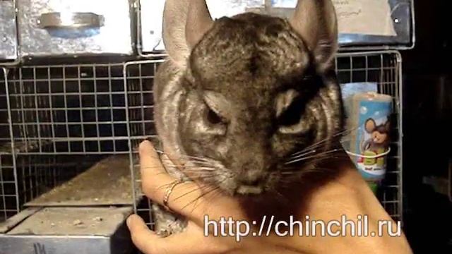 Определение пола шиншилл, самец самка. Ферма шиншилл Чебоксары - CHINCHIL.RU смотреть онлайн