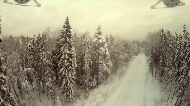 Самоеды - белоснежные мишки в лесах и полях Карелии. Лыжные прогулки с самоедами. смотреть онлайн