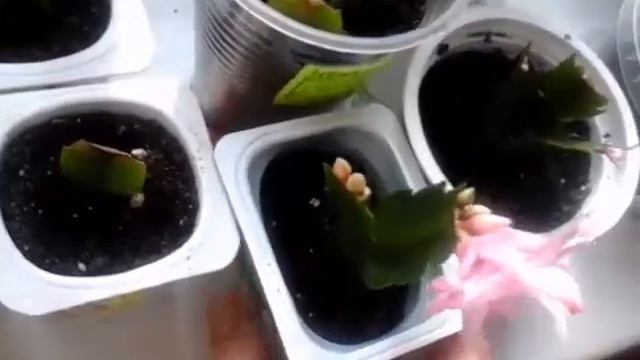 Цветение Шлюмбергеры смотреть онлайн