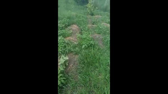 Сажаю помидоры в дёрне пырея. С плоскорез косой смотреть онлайн