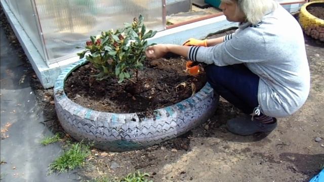 Рододендрон - посадка, уход. смотреть онлайн
