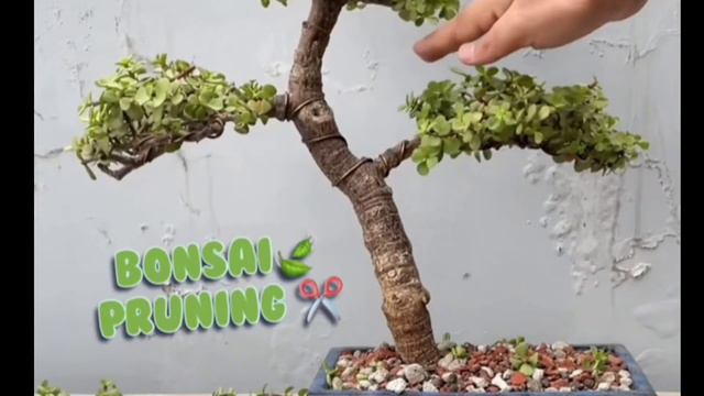 Why Bonsai Trees are so Expensive? | Knowledge Media | So Expensive. смотреть онлайн