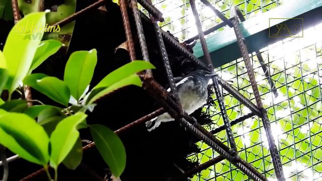 51st Eps - Let's Take a Look At The Latest Condition Of The Young Oriental Magpie-robin Chicks!! смотреть онлайн