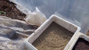 Как правильно заложить маточный корень малины ВАЙОЛЕТ ,на проращивание!