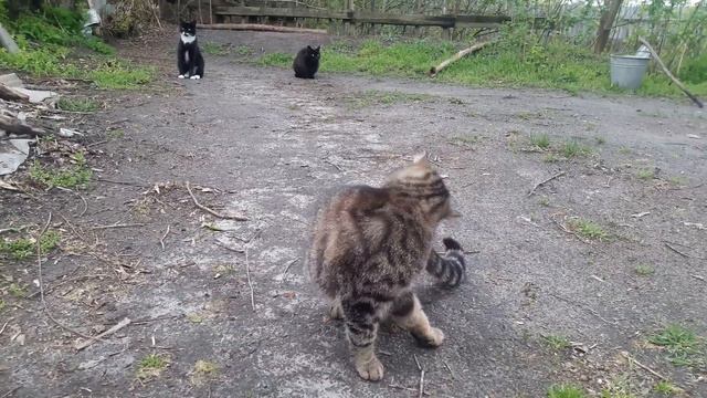 Славянск. 21 апреля 2023г. Вечер. смотреть онлайн