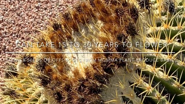 Harvesting Seeds From An ECHINOCACTUS GRUSONII Seed Pod (Cacti Propagation)