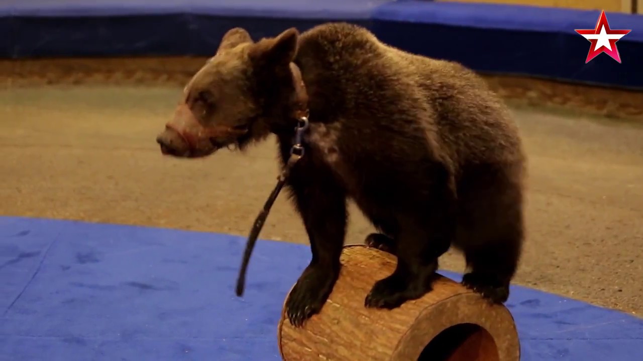 «Легенды Цирка с Эдгардом Запашным» - №14 - Бурые медведи Александровых смотреть онлайн