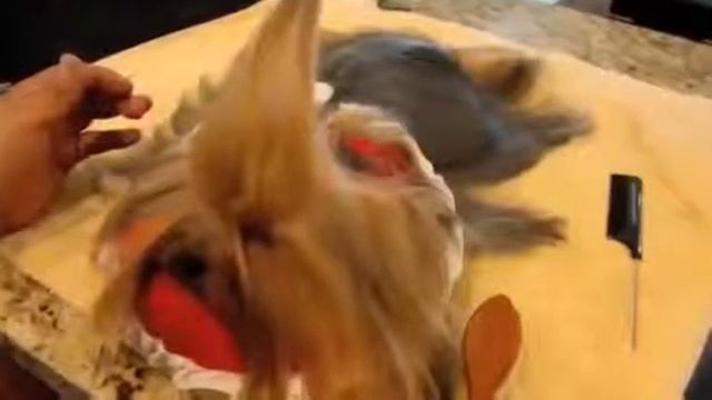 Профессиональный груминг