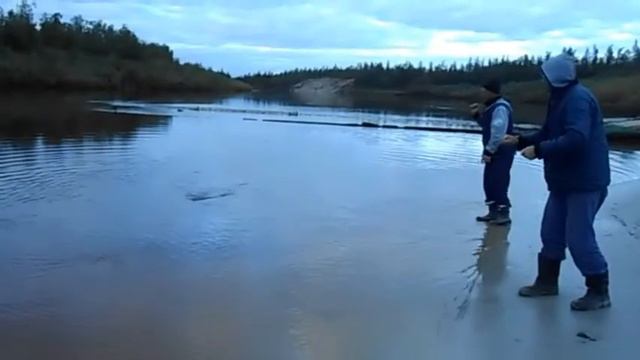 Рыбалка. Вытащил огромную щуку руками. смотреть онлайн