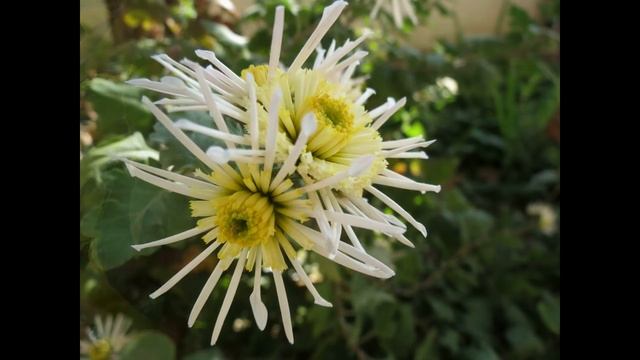 Чтобы были деньги, читайте этот стишок 27 числа каждого месяца в день исполнения желаний! смотреть онлайн