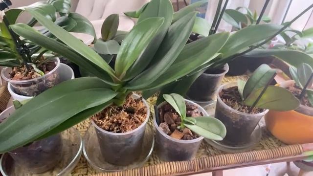 ORKİDE KARANLIK ORTAMDA CEZALANDIRMAK İŞE YARARMI?/EBRUNUN DENİZİ CANLI YAYIN ARTIK DAHA UZUN⏰ смотреть онлайн