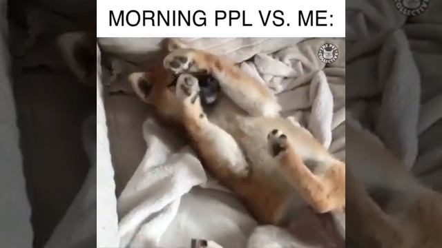 Спящие животные :-) смотреть онлайн