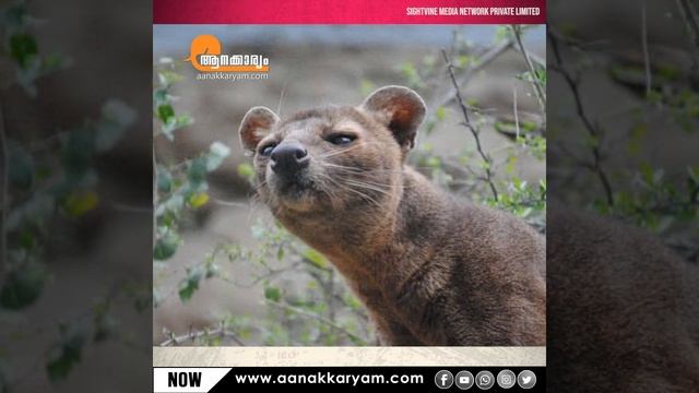 പുലി ? നായ ? പൂച്ച ? കുരങ്ങ് ? ഇത് അതല്ല | Madagascar's Mysterious animal Fossa | смотреть онлайн