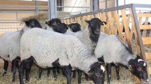 Разведение романовских овец как бизнес идея | Овцеводство | Романовские овцы