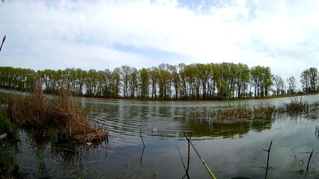 Рыбалка На Крупного Карася В Тихом Лесном Озере | Вываживание в качестве FullHD смотреть онлайн
