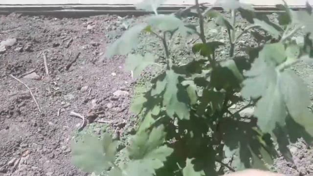 Хризантема высокорослая по-корейски. Две прищипки хризантем. Выращивание и уход. смотреть онлайн