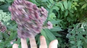 #phlox #флоксы /Флокс метельчатый  Ред Филингс (лат.phlox paniculata Red Feelings).Сорт для гурмано