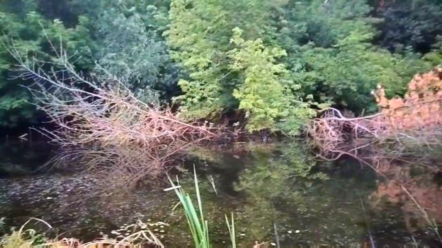 Рибалка на поплавок. Клювання карася в болоті. Улюблена риболовля смотреть онлайн