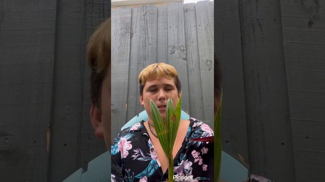 How to care for coconut palms 🌴🌨🌴 смотреть онлайн