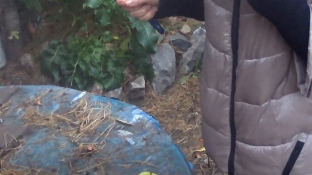 дегустация яблок лимонка и джулия рэд то что растет в сибири смотреть онлайн