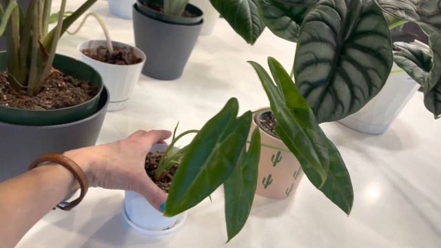 My entire ALOCASIA Collection + CARE GUIDE & PROBLEM SOLVING смотреть онлайн