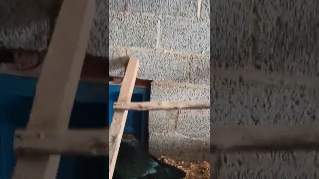 Жемчужно-серые и голубые мускусные утки смотреть онлайн