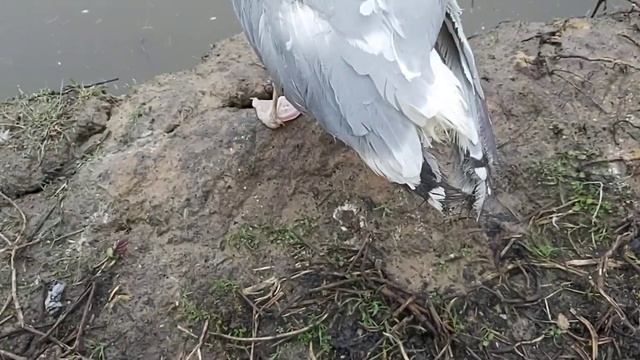 Новичок! Серебристая Чайка из Питера 17.04.22 г. смотреть онлайн